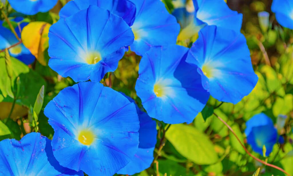 Ipomoea tricolore 'Heavenly Blue' Morning Glory Flower