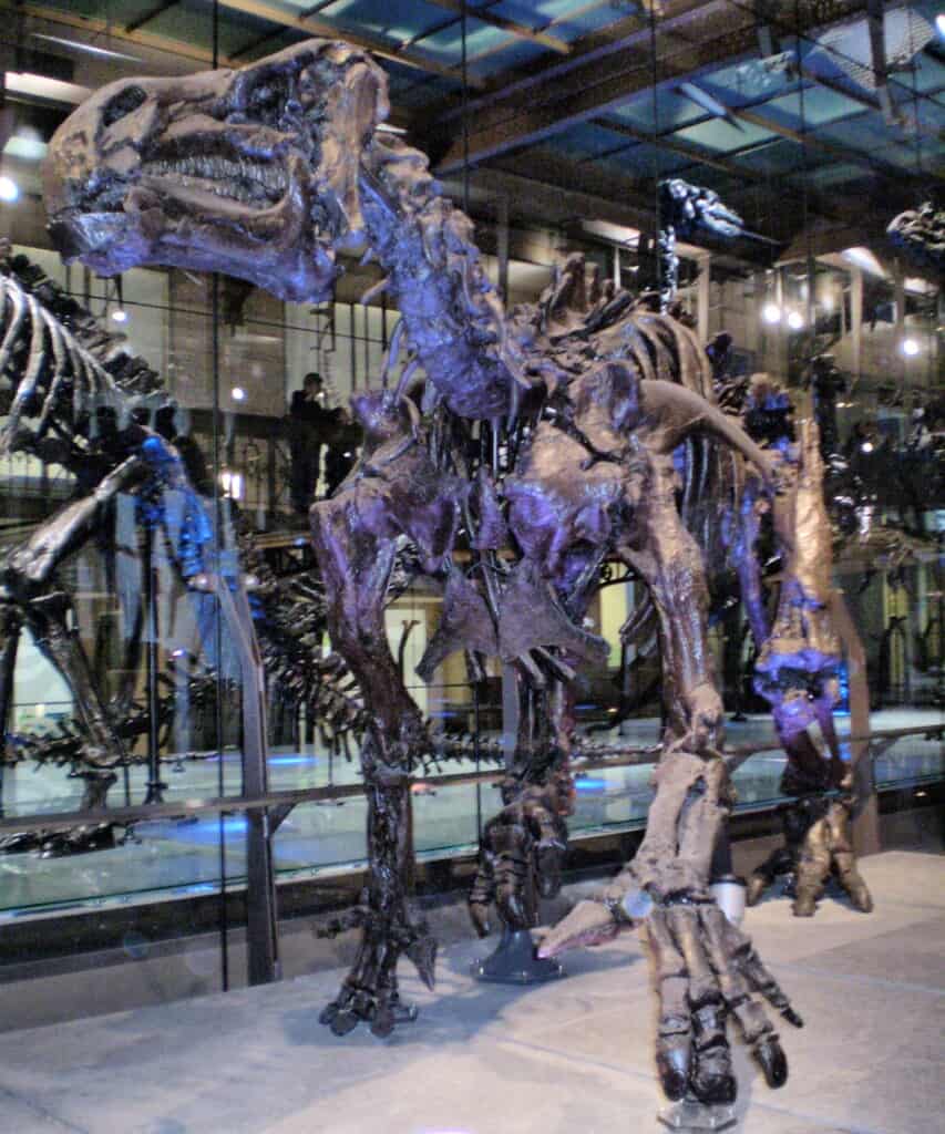 fossile di iguanodonte