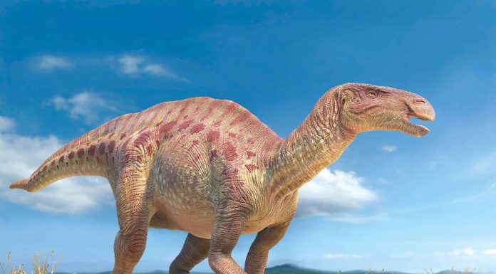 Iguanodonte
