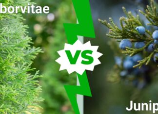 Arborvitae vs Juniper: quali sono le differenze?

