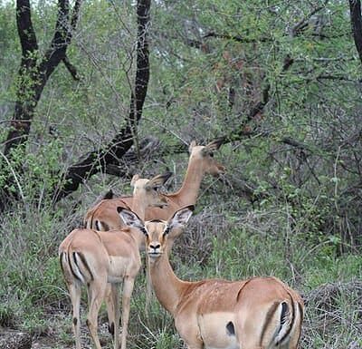 Impala