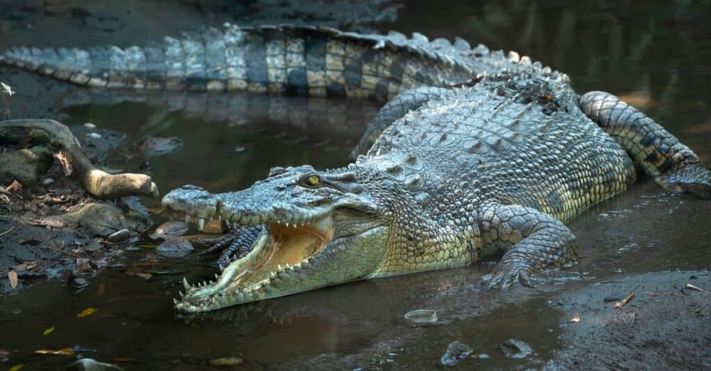 Un coccodrillo d'acqua salata vincerebbe un combattimento contro il più grande coccodrillo del Nilo