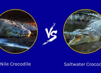 Coccodrillo del Nilo vs Coccodrillo d'acqua salata: quali sono le differenze?
