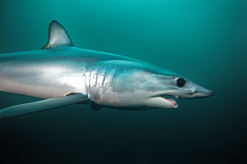 Lo squalo Longfin Mako è una specie di squalo molto grande che può crescere fino a circa 14 piedi.