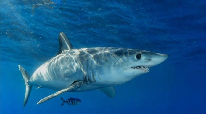 Scopri il più grande squalo mako mai registrato
