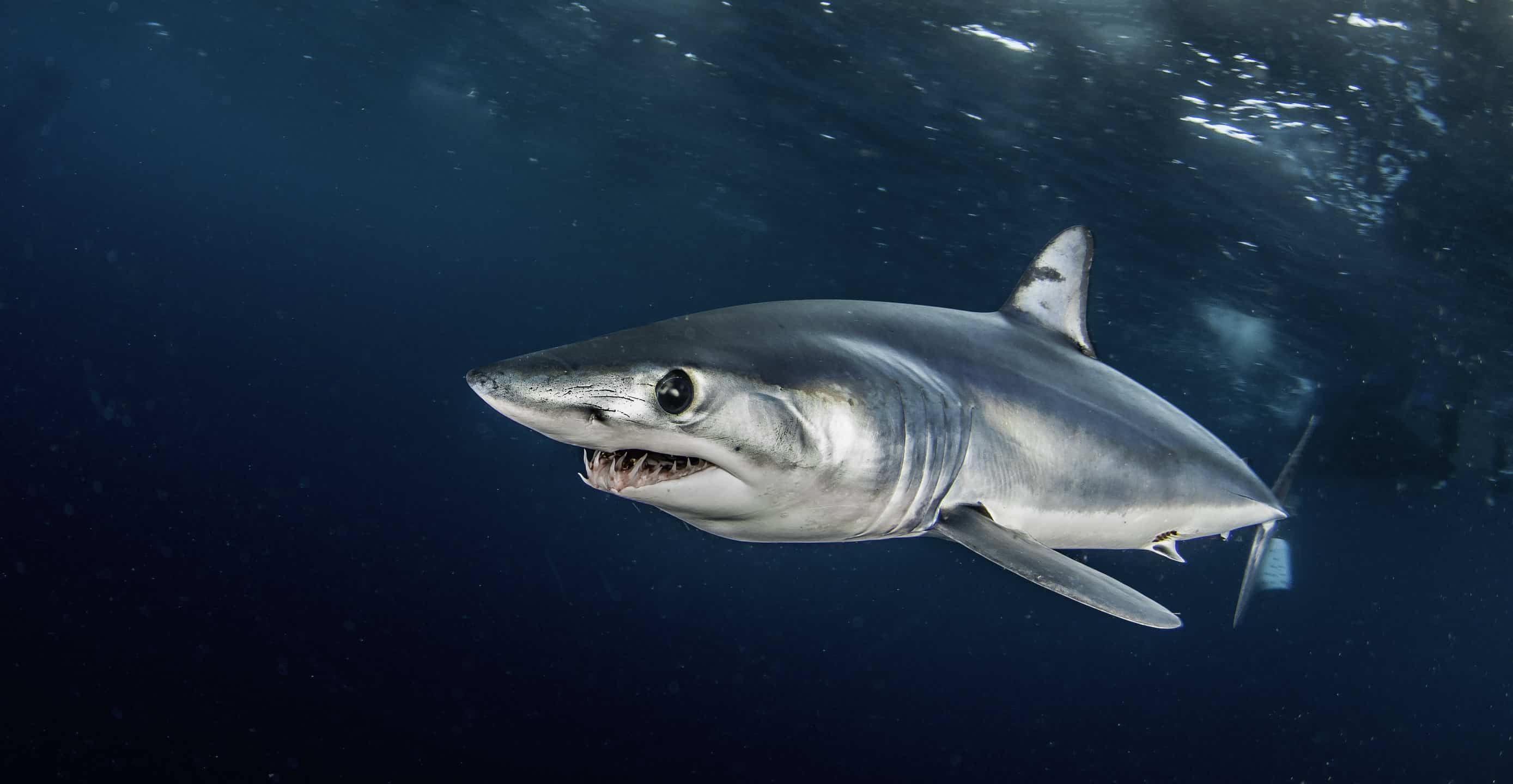 Squalo mako pinna corta che nuota appena sotto la superficie, al largo, a circa 50 chilometri oltre il Capo Occidentale in Sud Africa.  Questa foto è stata scattata durante un'immersione con uno squalo con esca in acque blu.