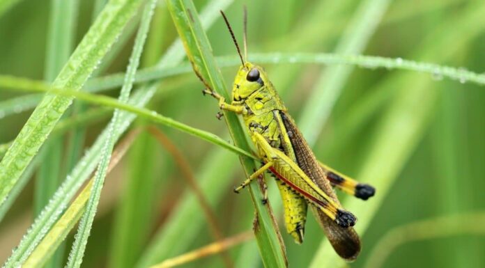 Cacca di cavalletta: tutto ciò che avresti sempre voluto sapere
