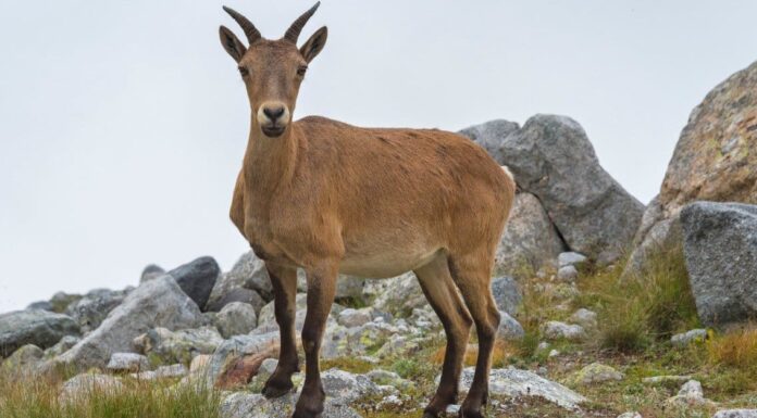 Incontra gli animali dello spirito del Capricorno e cosa significano
