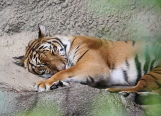 Tigre indocinese
