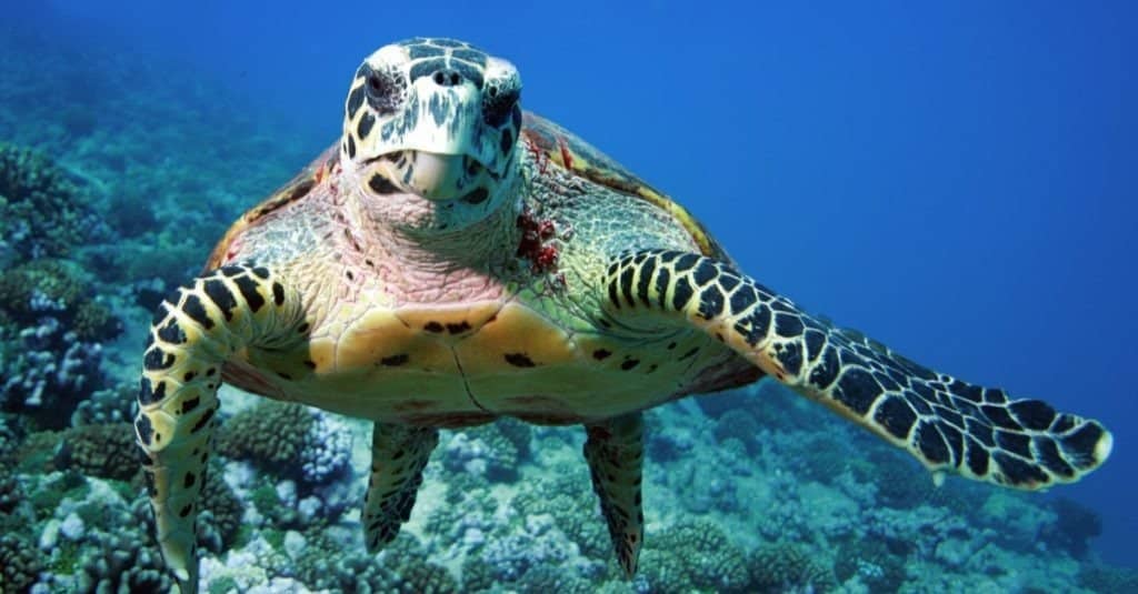 Tartaruga marina che nuota sulla barriera corallina
