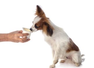  Sì!  I cani possono mangiare lo yogurt.  Ecco perché
