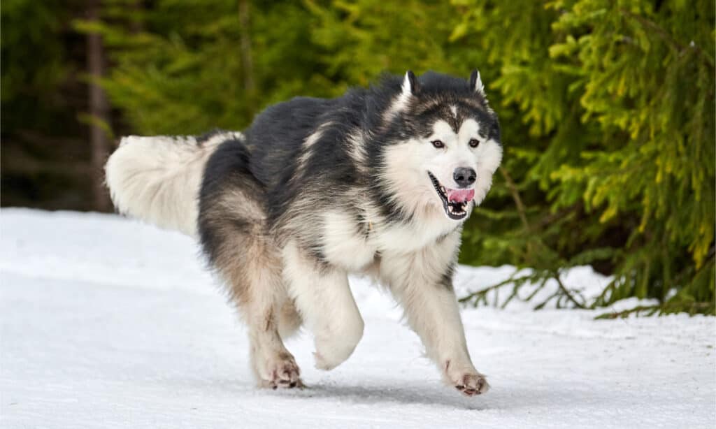 Alaskan Malamute che corre nella neve
