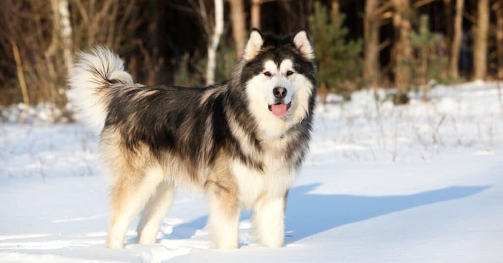 Malamute d'Alasca che cammina nella neve