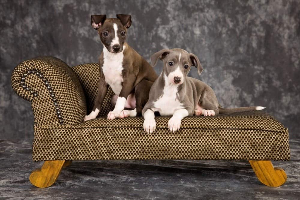 2 cuccioli di levriero italiano sdraiati sul divano in miniatura