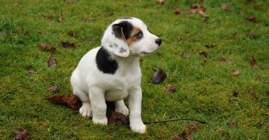 Young Jackabee (Beagle / Jack Russell cross) puppy sitting on the lawn.