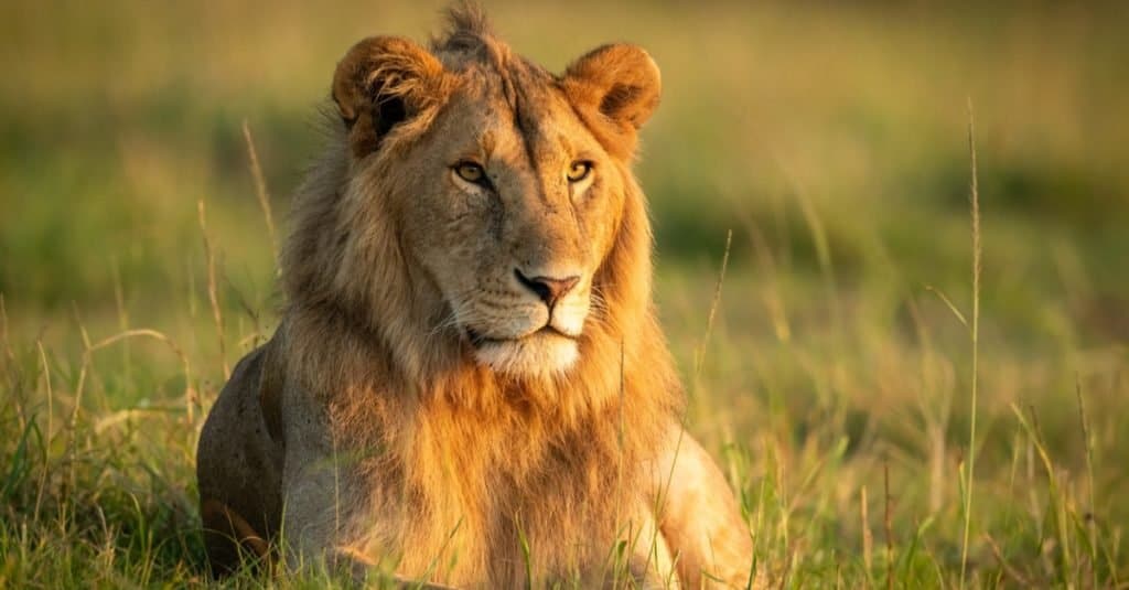 Animali preferiti e più popolari: leone