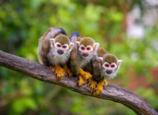 Predatori di scimmie: cosa mangia le scimmie?
