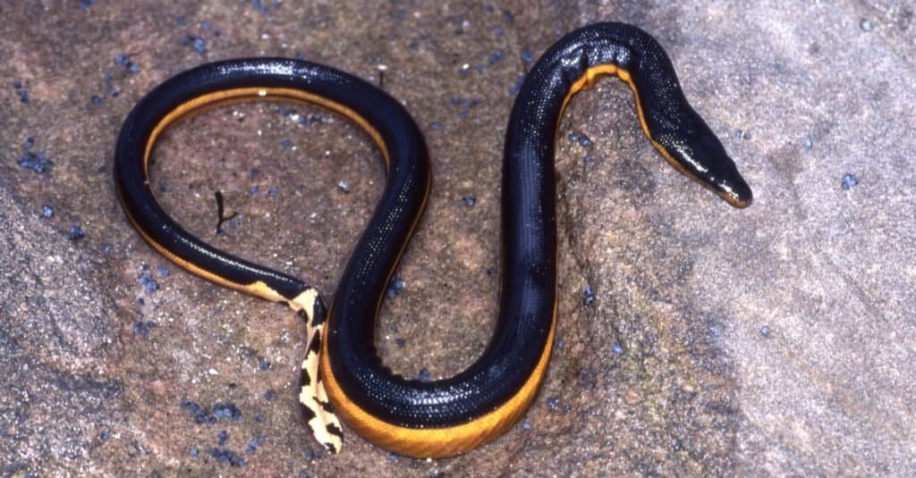 La maggior parte dei serpenti velenosi nel mondo - Serpente di mare dal ventre giallo