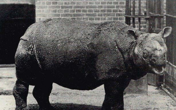 Rinoceronte di Giava
