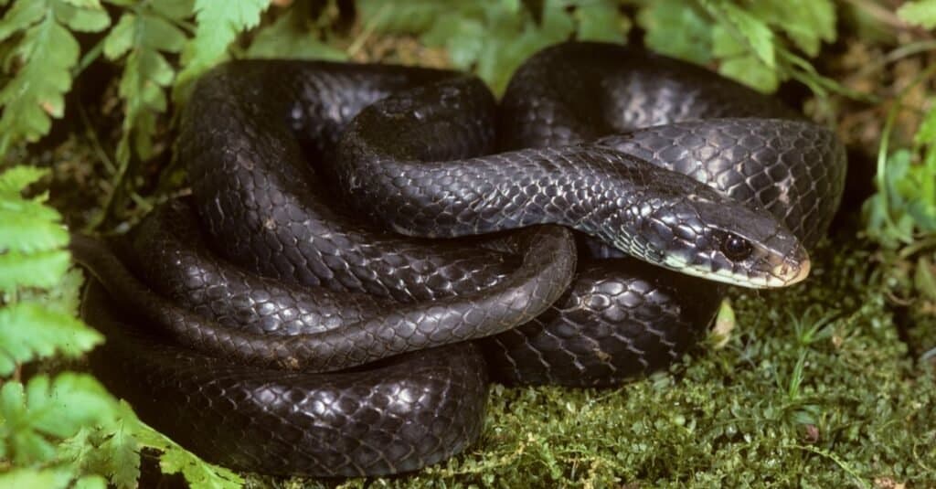 Serpenti che sembrano Copperheads-Black Racer Snake