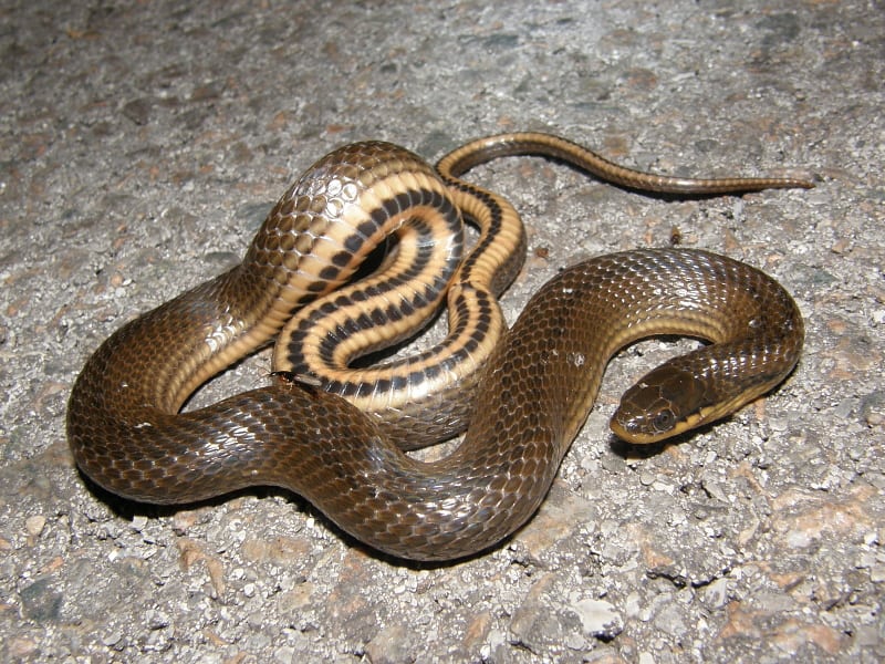Serpente della palude del Golfo