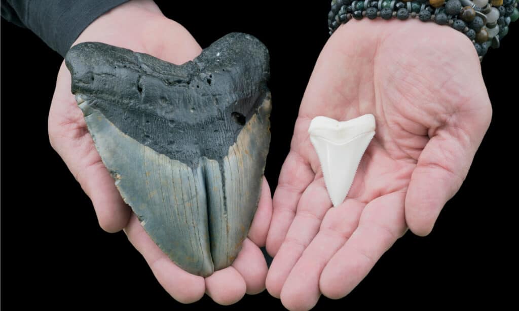 Dente di megalodonte rispetto a un grande dente di squalo bianco.