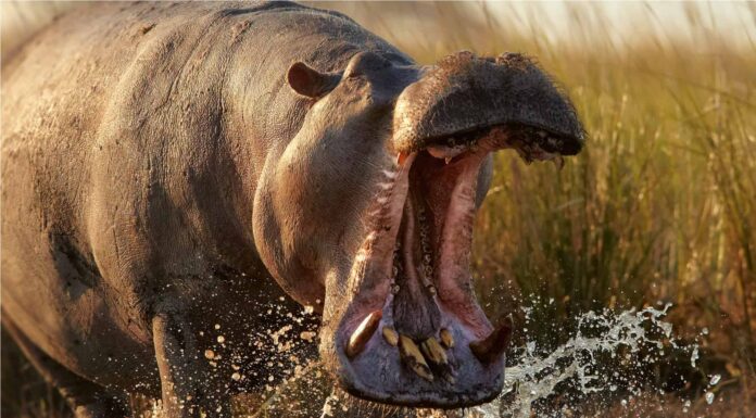 Watch a Baby Hippo Bite a Crocodile’s Tail Like a Giant Chew Toy!