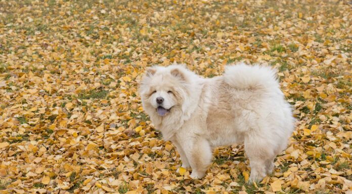  I cani possono mangiare i mirtilli in sicurezza?  Leggi questo prima
