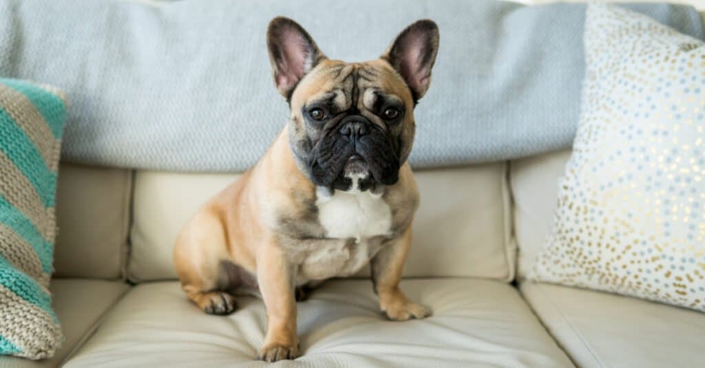Bulldog francese seduto sul divano