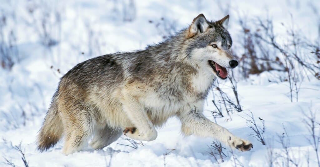 Husky siberiano contro lupo