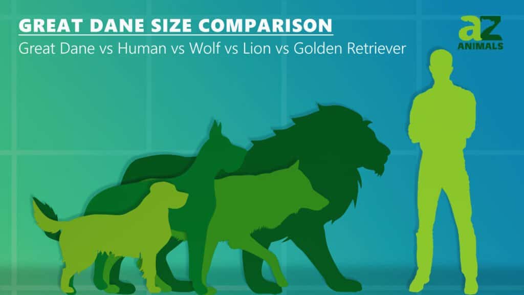 Confronto delle dimensioni degli alani: umani, lupi, leoni, golden retriever