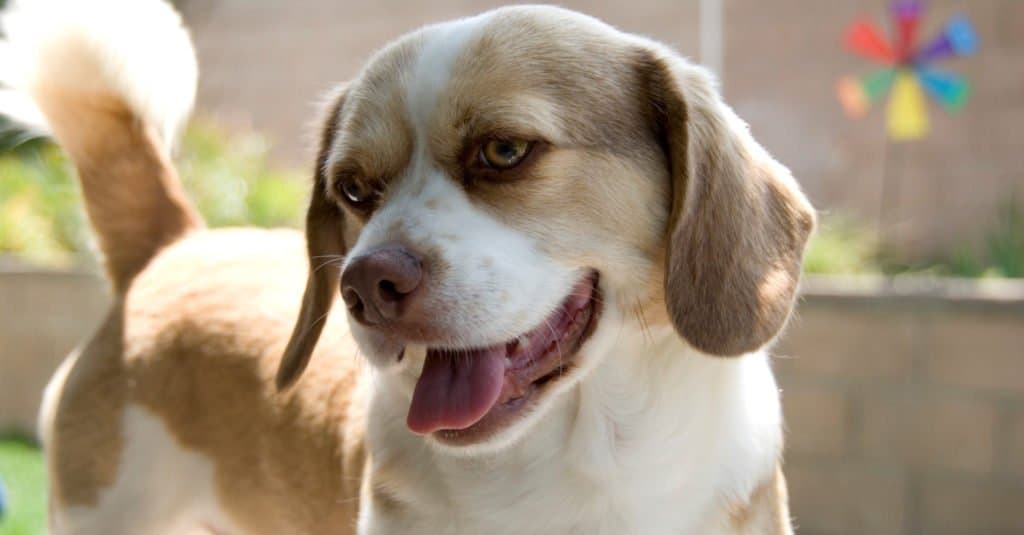 Felice cane Peagle sorridente