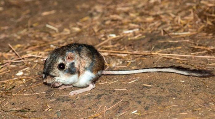 Kangaroo Mouse