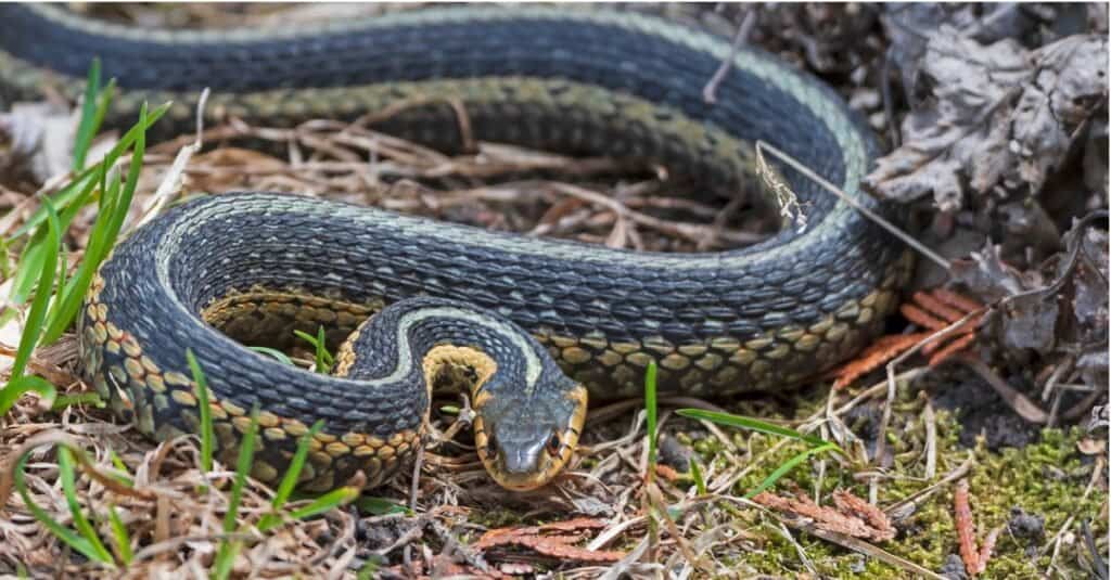 Un comune serpente giarrettiera che striscia nell'erba