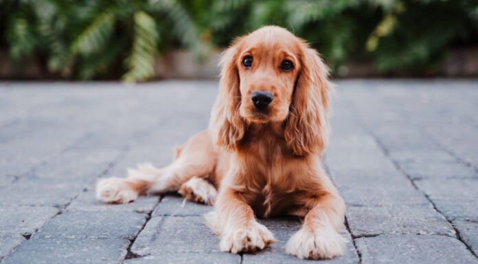 Cocker spaniel
