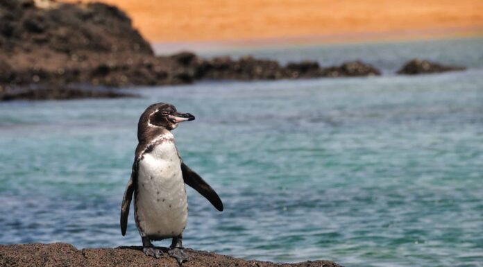 10 Incredible Galapagos Penguin Facts