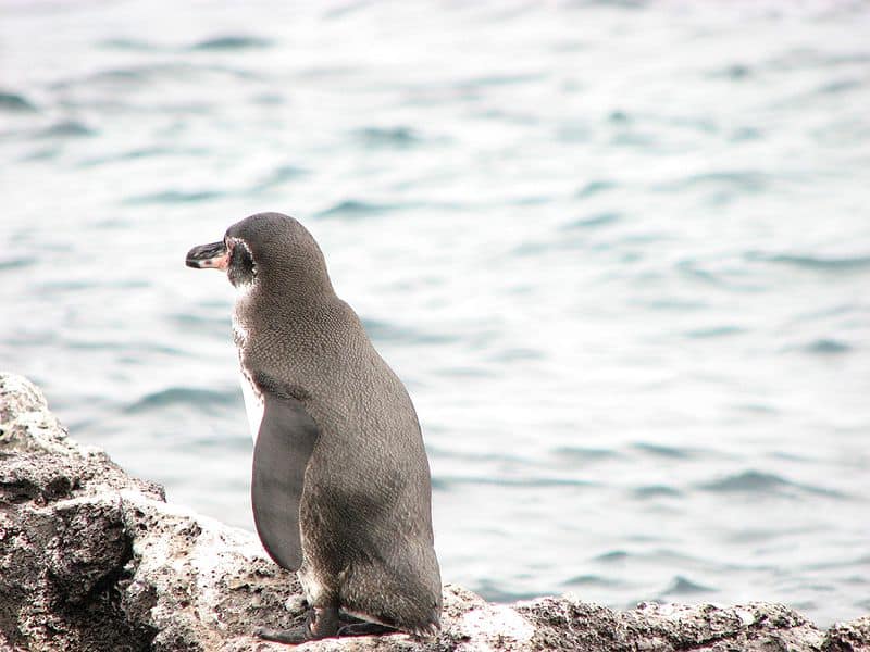 Pinguino delle Galapagos dall'acqua