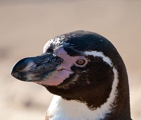 Pinguino di Humboldt
