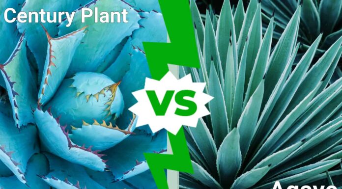 Century Plant vs Agave: c'è una differenza?
