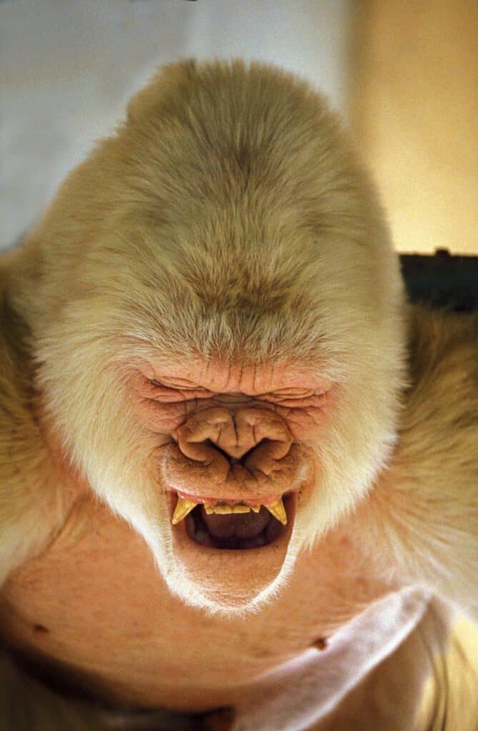 Colpo alla testa di Snowflake, il gorilla albino, che mostra i suoi incisivi