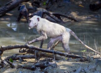 Scimmie albine: quanto sono comuni le scimmie bianche e perché succede?
