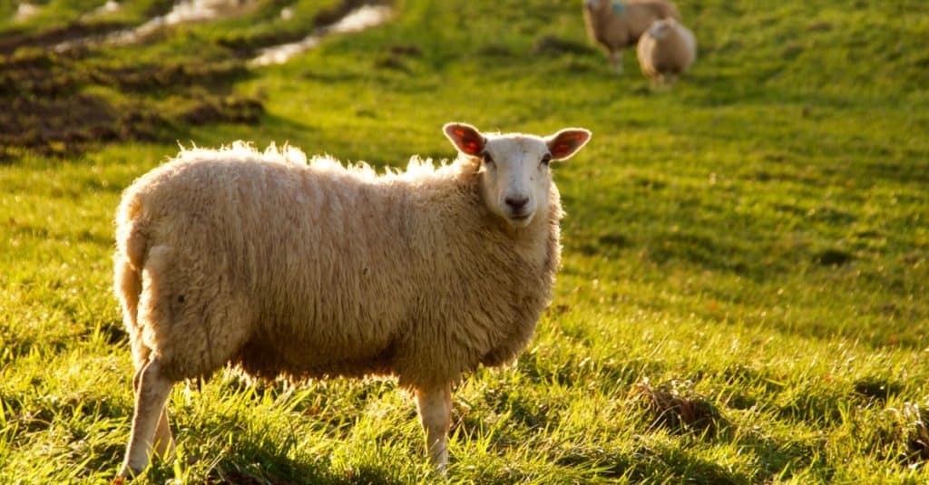 Pecore in piedi da sole al pascolo