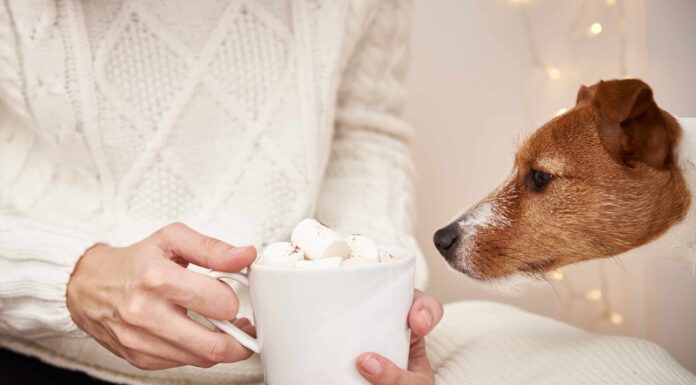  I cani possono mangiare i marshmallow in sicurezza?  Quali sono i pericoli?
