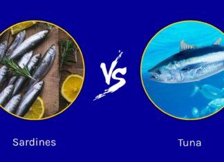 Sardine vs Tonno: quali sono le differenze?
