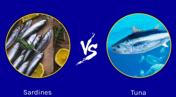 Sardine vs Tonno: quali sono le differenze?
