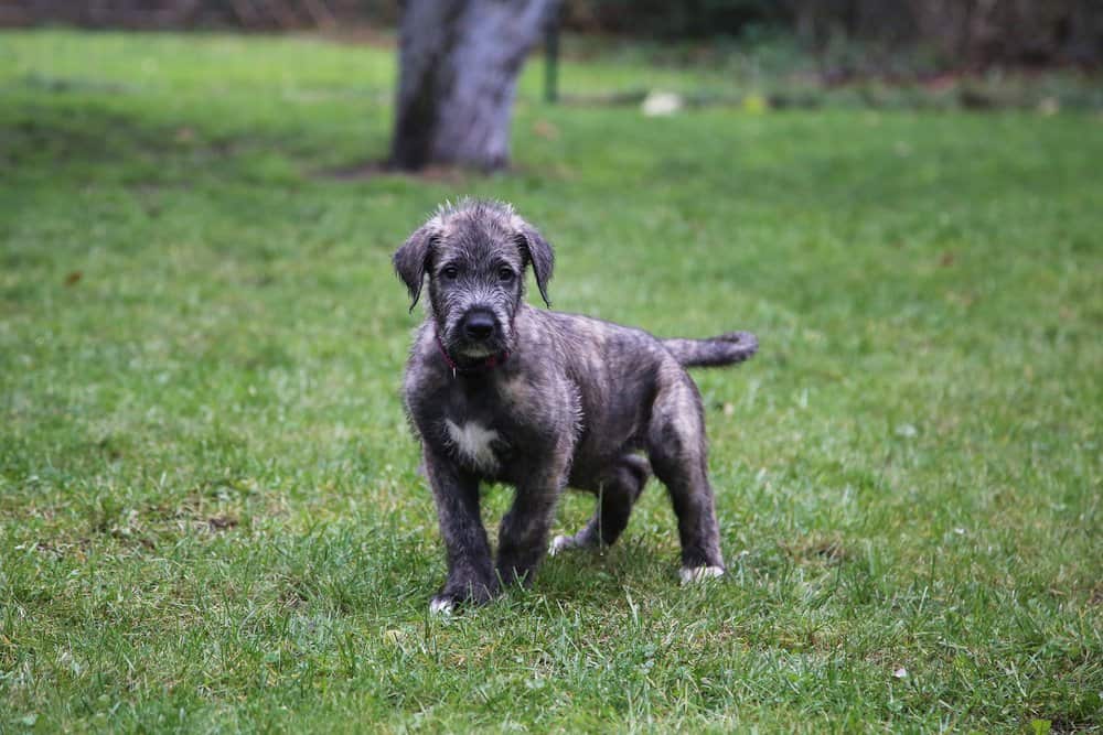 Irish Wolfhound (Canis familiaris) - cucciolo di lupo irlandese