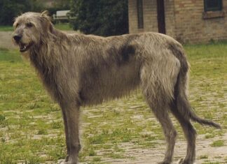 Irish Wolfhound
