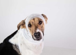 Ferite alla testa nei cani: possono avere commozioni cerebrali?
