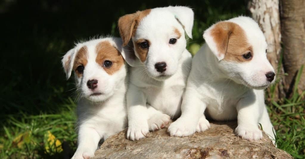 Bellissimi cuccioli di Jack Russell Terrier in giardino