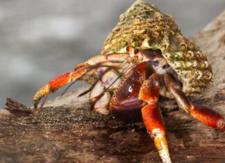 Cacca di granchio eremita: tutto ciò che avresti sempre voluto sapere
